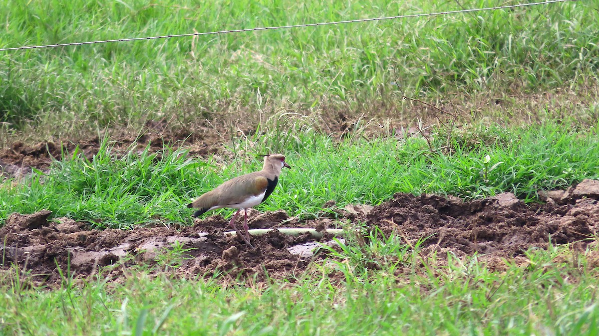 Southern Lapwing - ML659290584