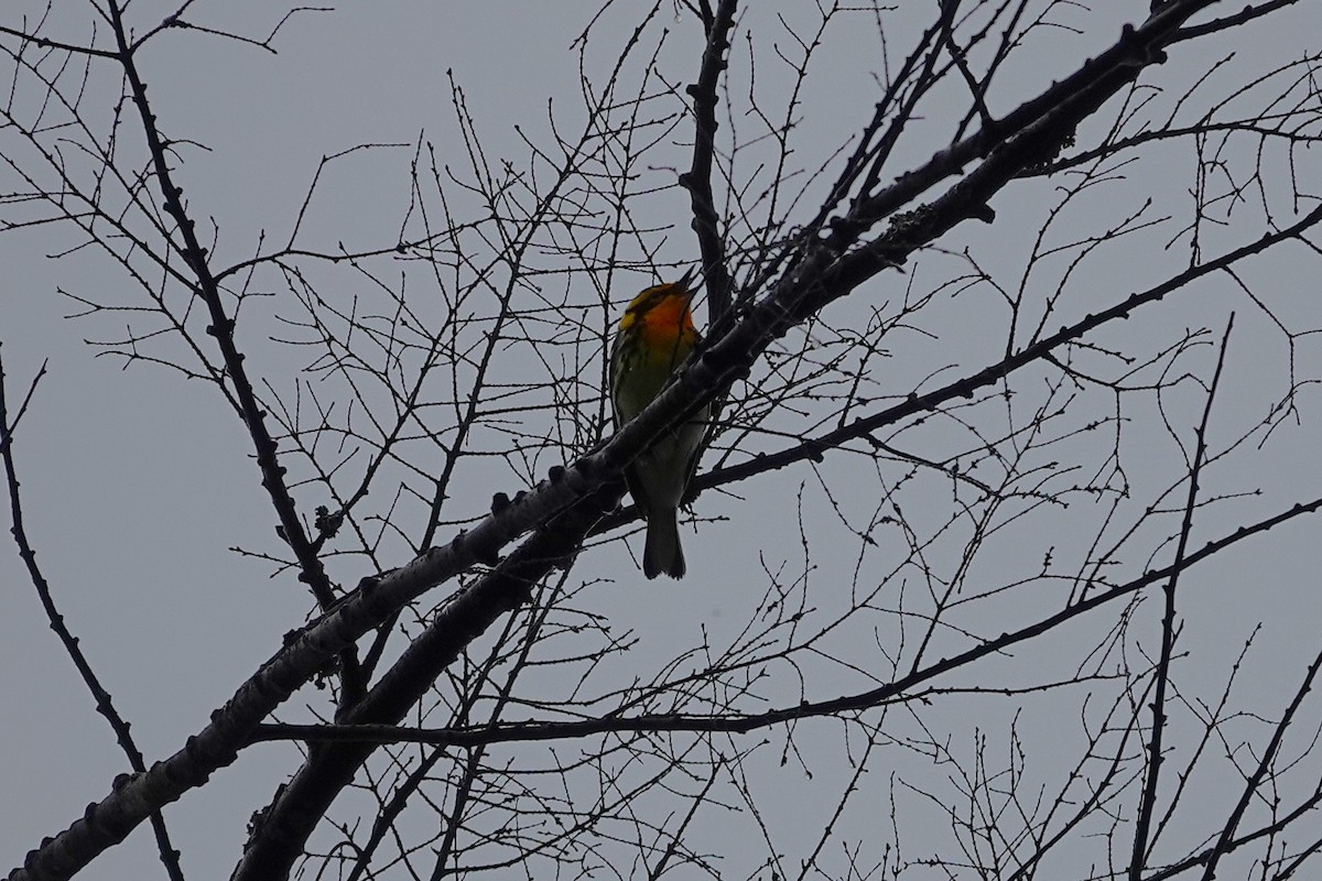 Blackburnian Warbler - ML659290592