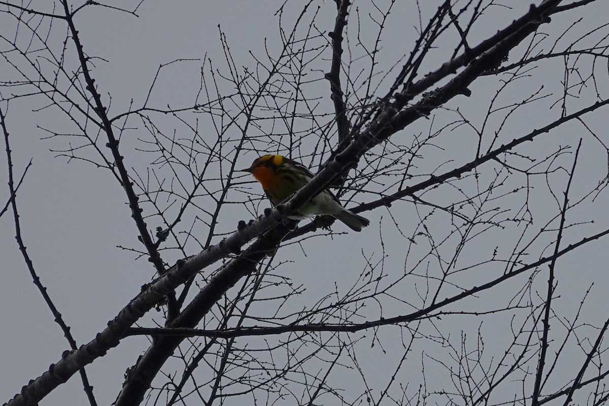Blackburnian Warbler - ML659290593