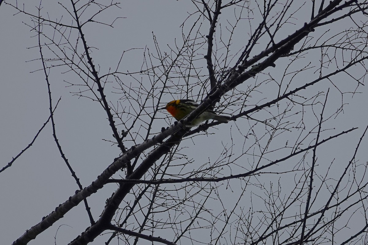 Blackburnian Warbler - ML659290594
