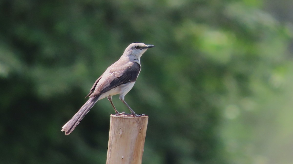 Tropical Mockingbird - ML659290633