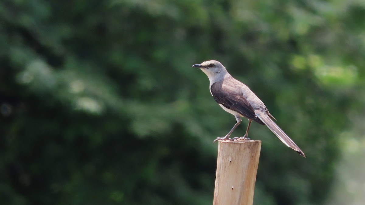 Tropical Mockingbird - ML659290634