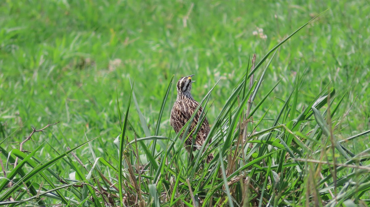 Eastern Meadowlark - ML659290647