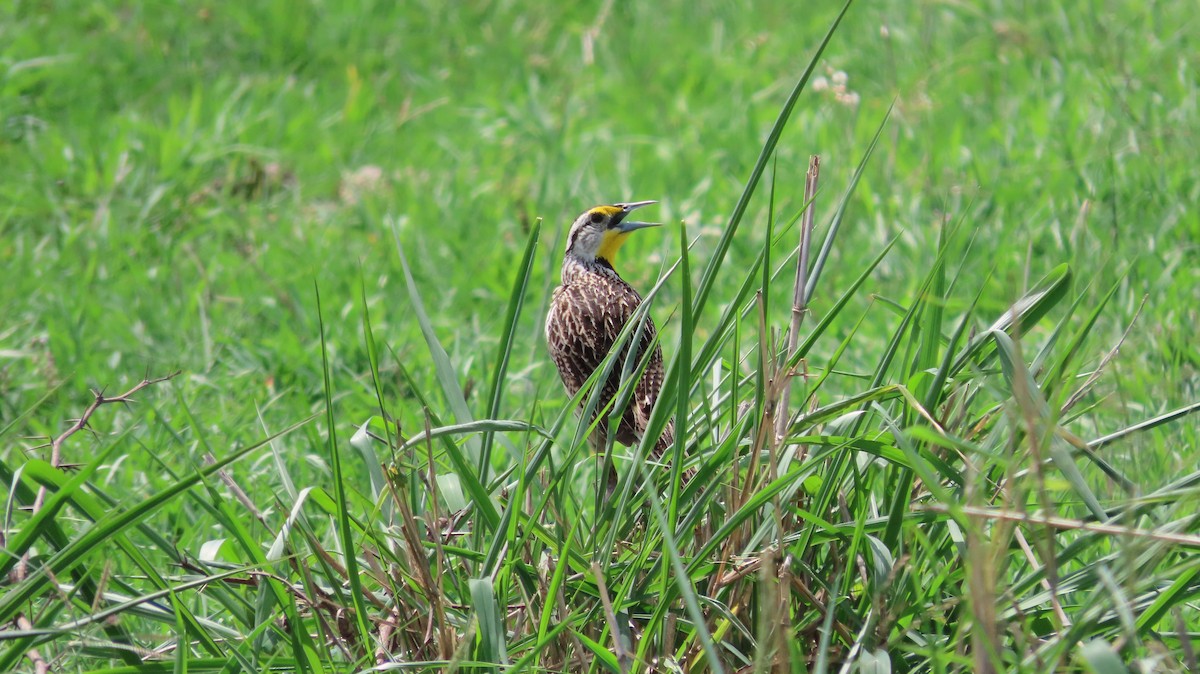 Eastern Meadowlark - ML659290648