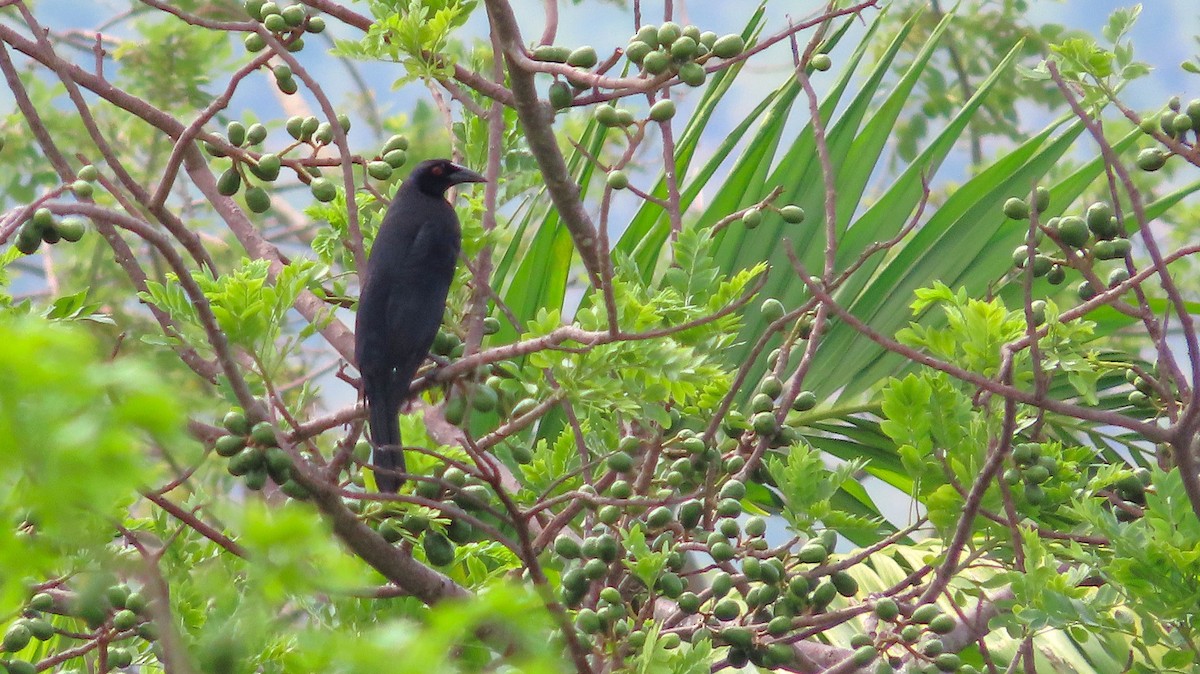 Giant Cowbird - ML659290660