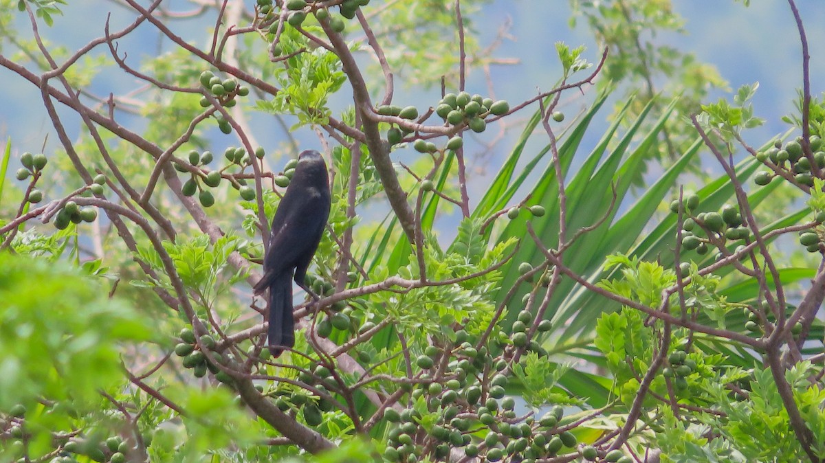 Giant Cowbird - ML659290661