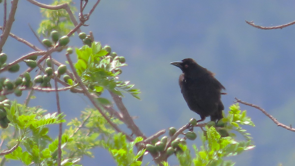 Giant Cowbird - ML659290662