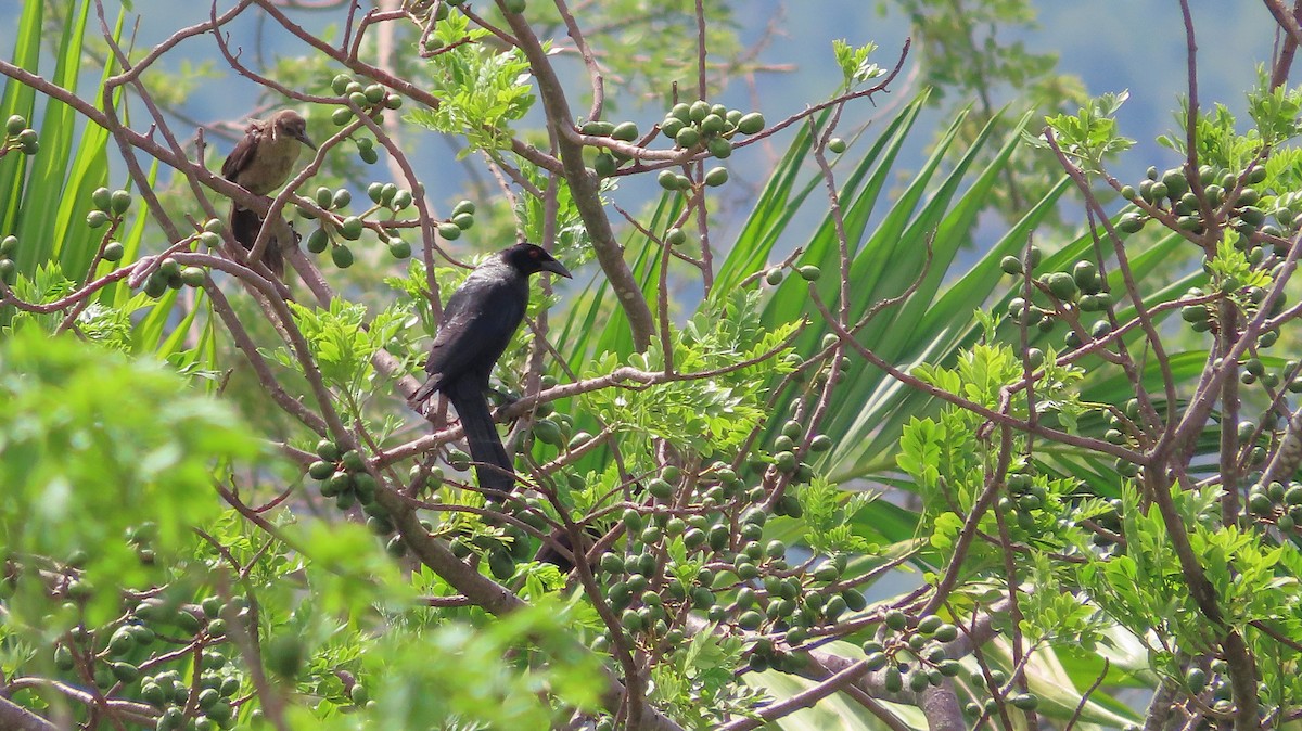 Giant Cowbird - ML659290663