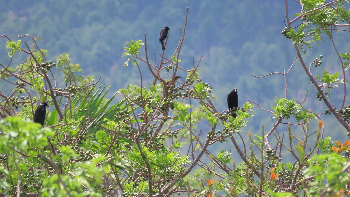 Giant Cowbird - ML659290664