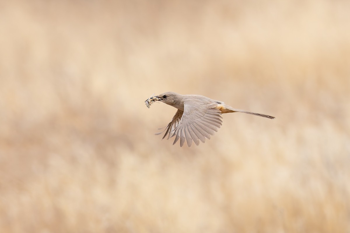 LeConte's Thrasher - ML659291233