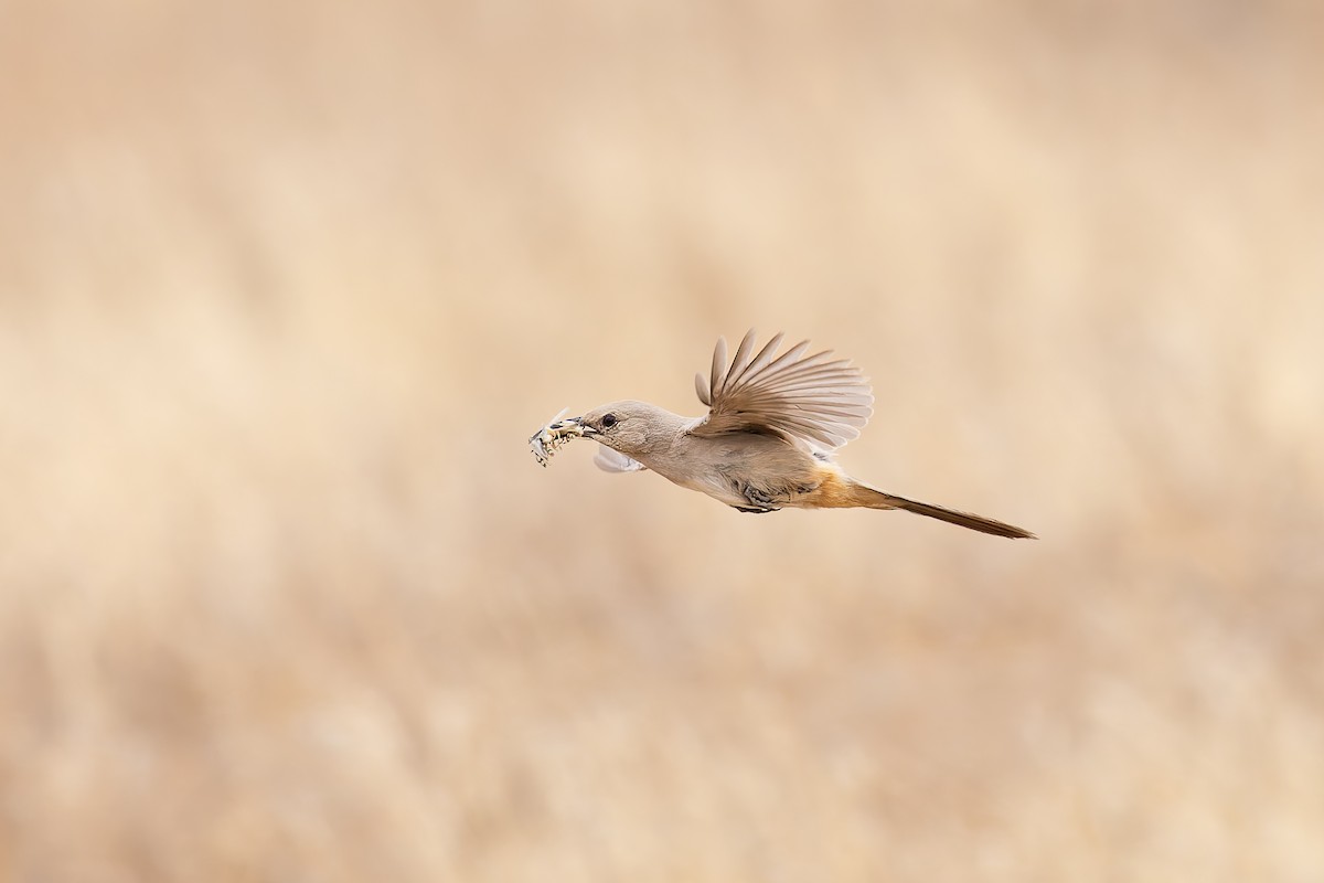 LeConte's Thrasher - ML659291234