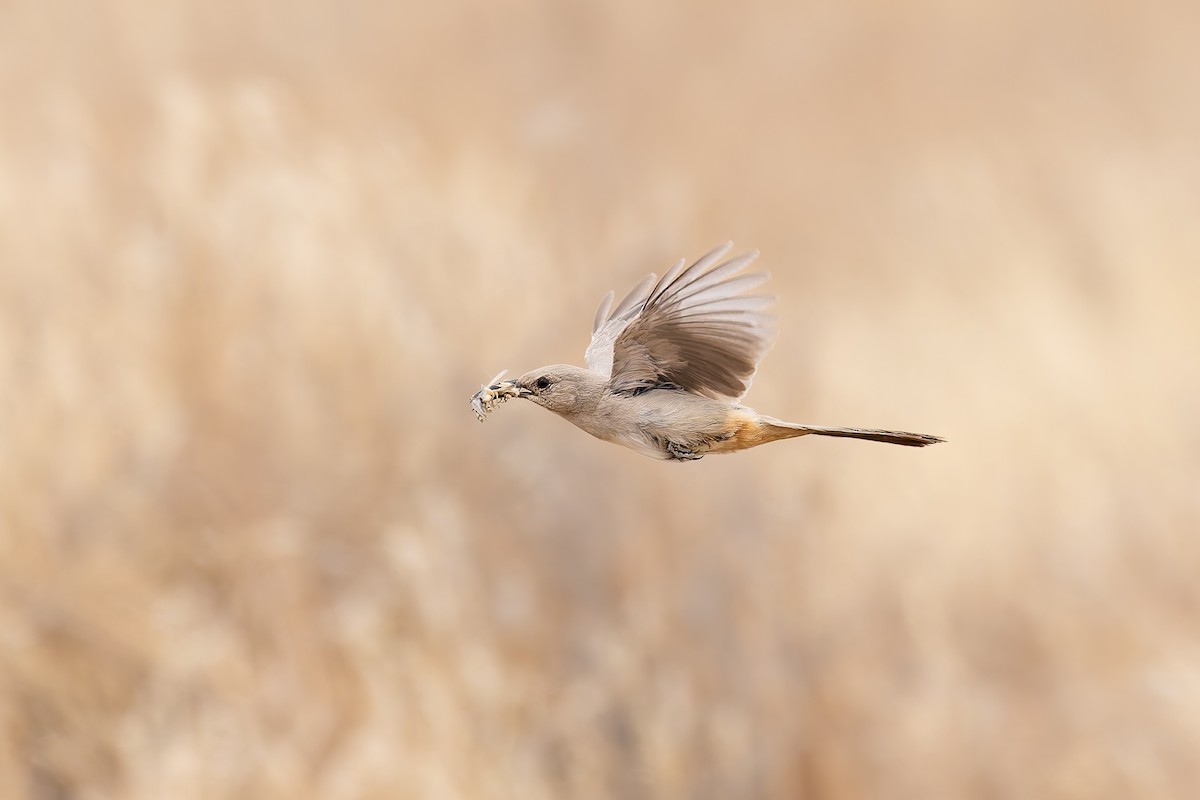 LeConte's Thrasher - ML659291235