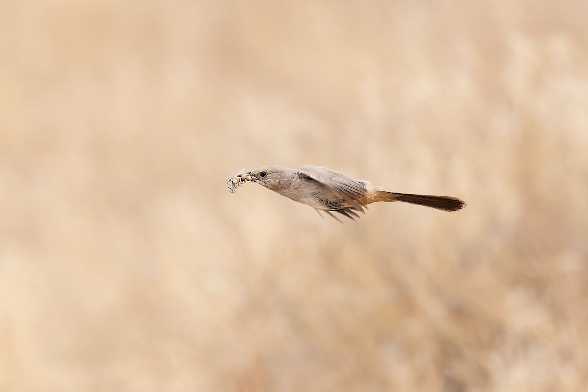 LeConte's Thrasher - ML659291236