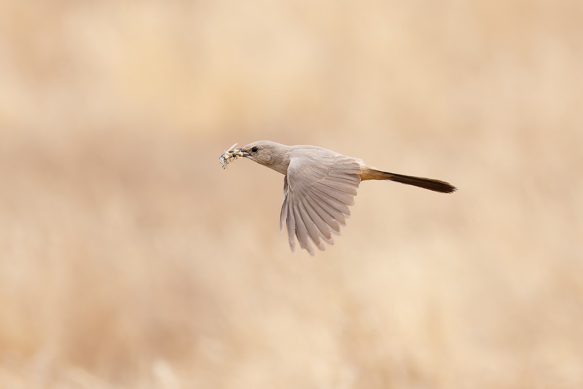 LeConte's Thrasher - ML659291237