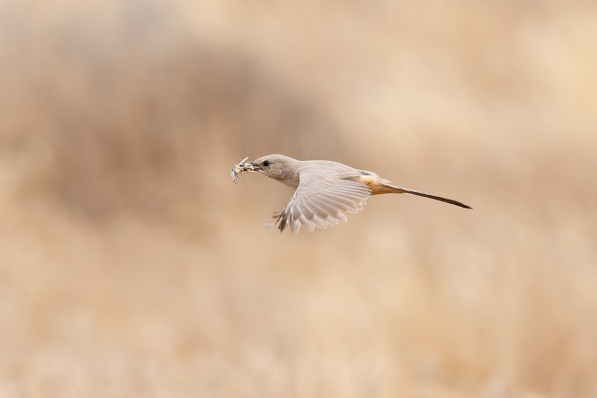 LeConte's Thrasher - ML659291238