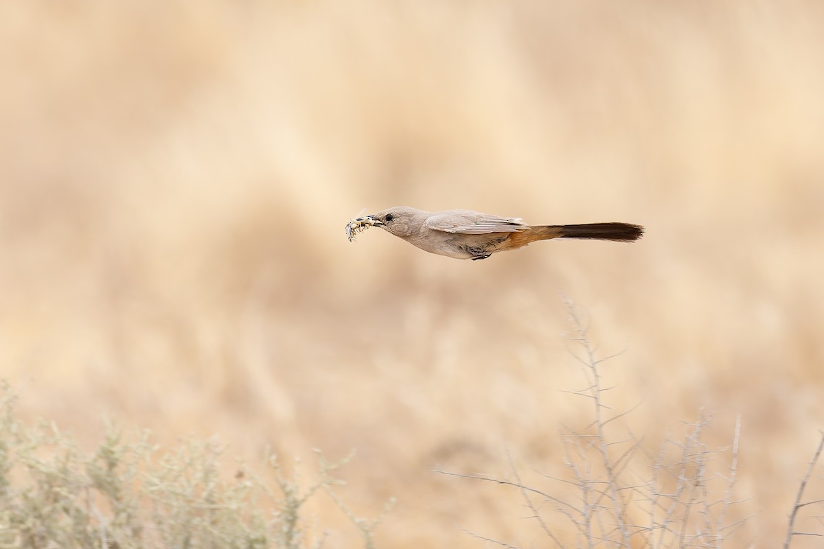 LeConte's Thrasher - ML659291239