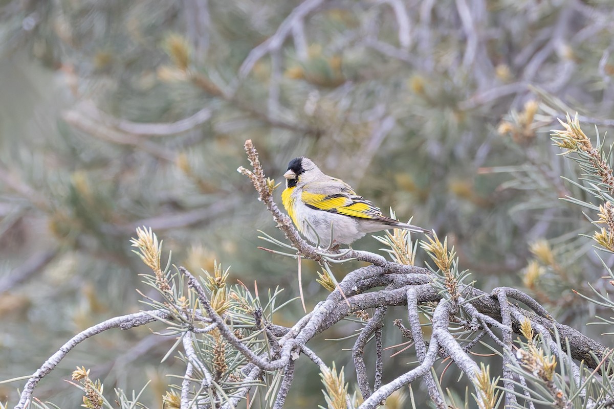 Lawrence's Goldfinch - ML659291267