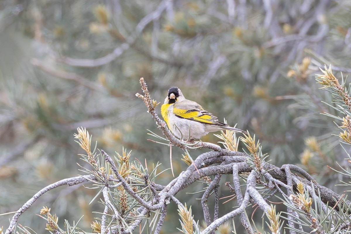 Lawrence's Goldfinch - ML659291270