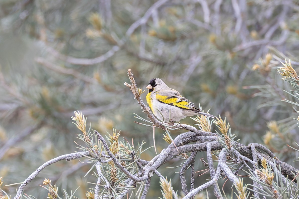 Lawrence's Goldfinch - ML659291271