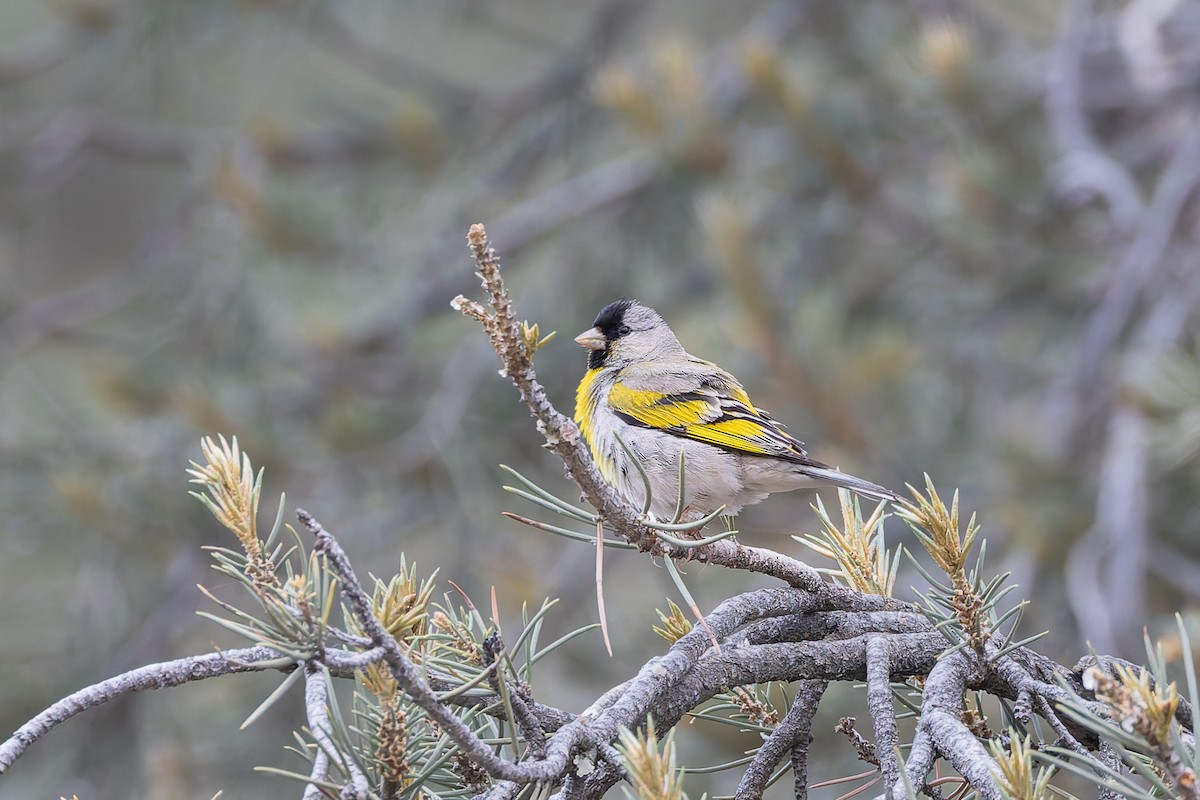 Lawrence's Goldfinch - ML659291277