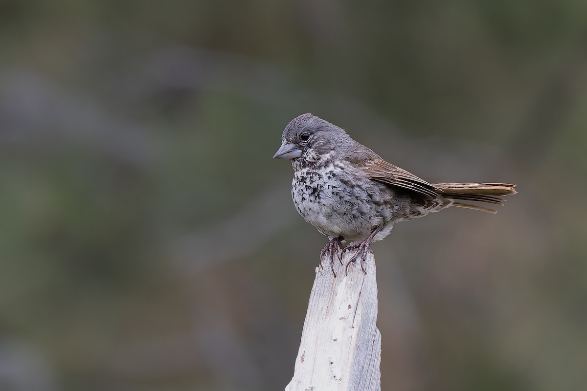 Fox Sparrow (Thick-billed) - ML659291625
