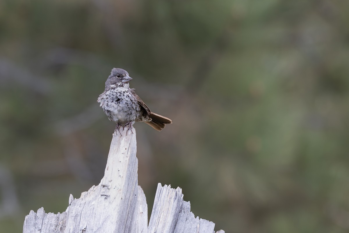 Fox Sparrow (Thick-billed) - ML659291629