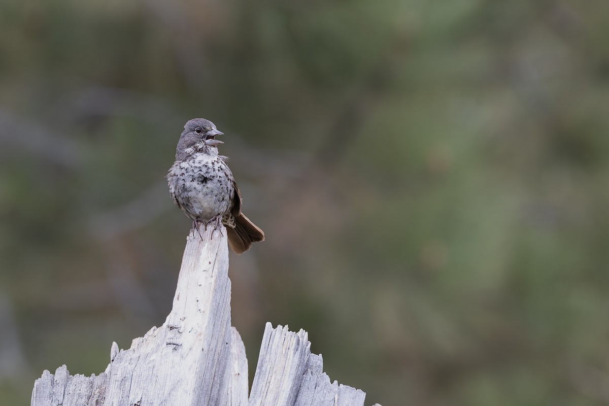 Fox Sparrow (Thick-billed) - ML659291630