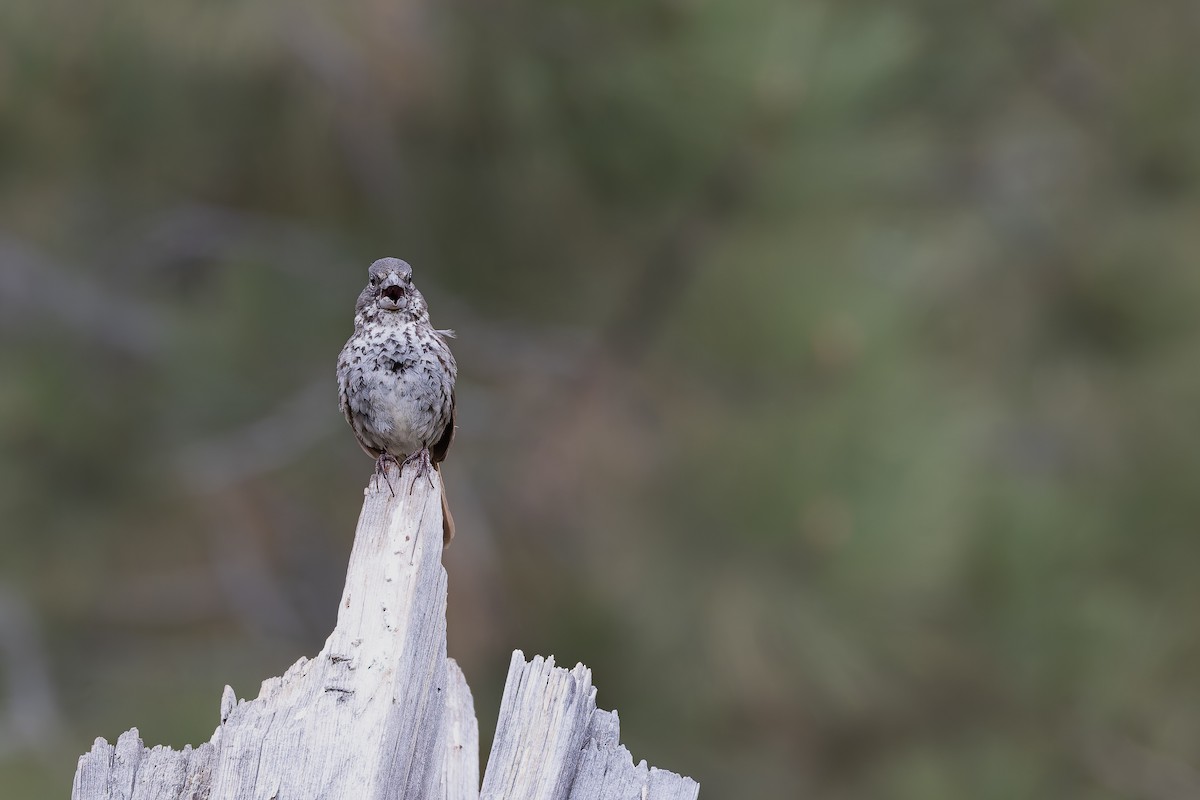Fox Sparrow (Thick-billed) - ML659291633