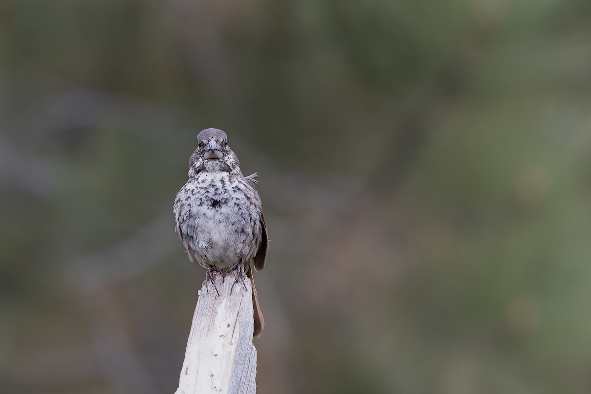 Fox Sparrow (Thick-billed) - ML659291634