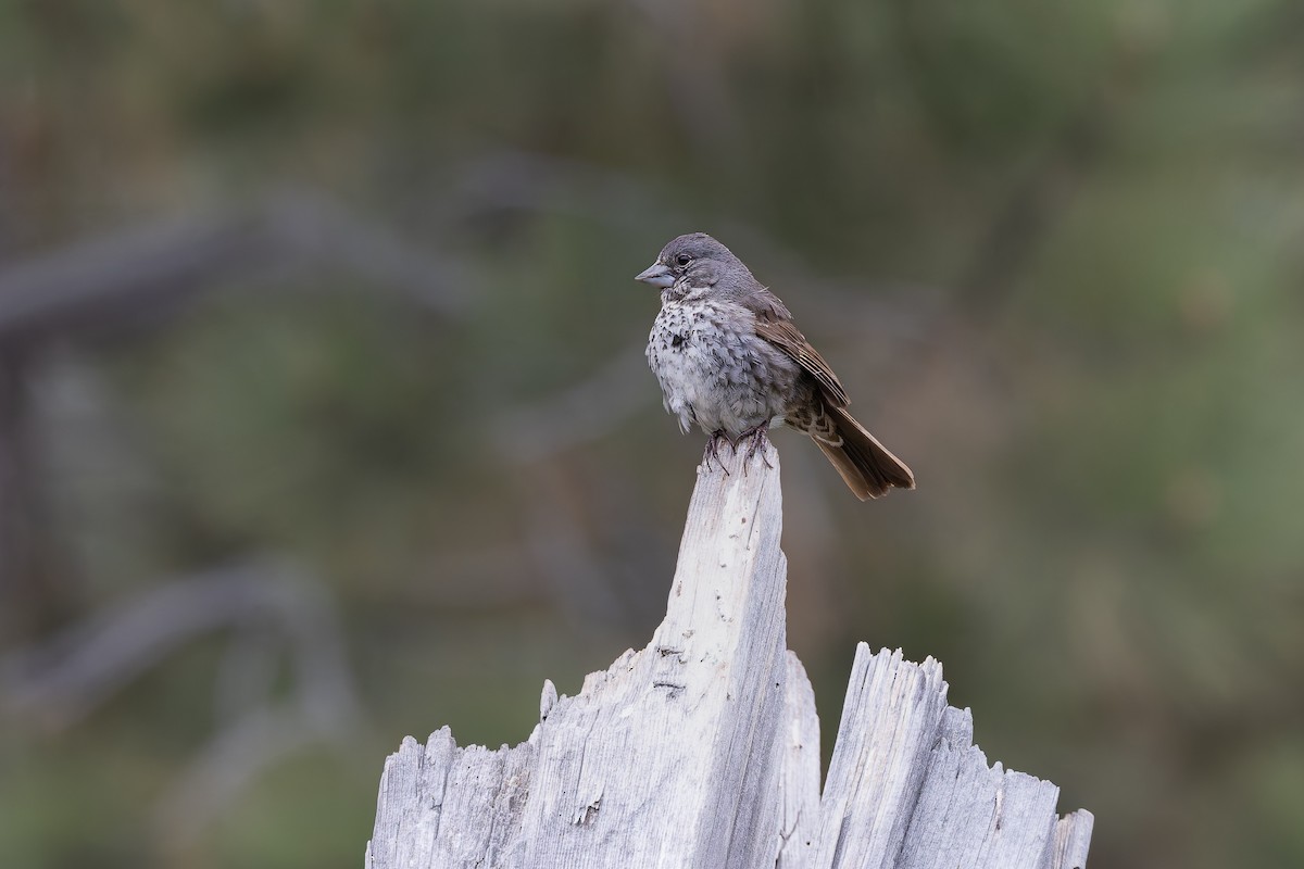 Fox Sparrow (Thick-billed) - ML659291635
