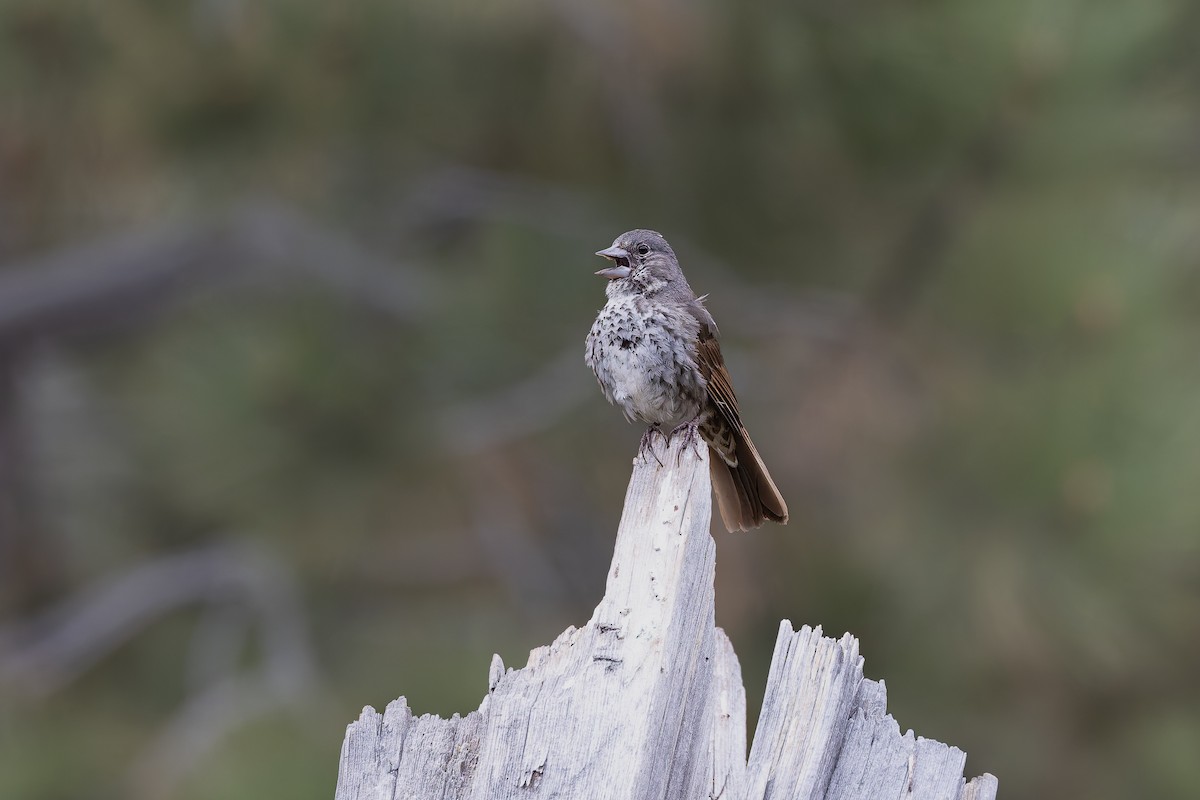 Fox Sparrow (Thick-billed) - ML659291636