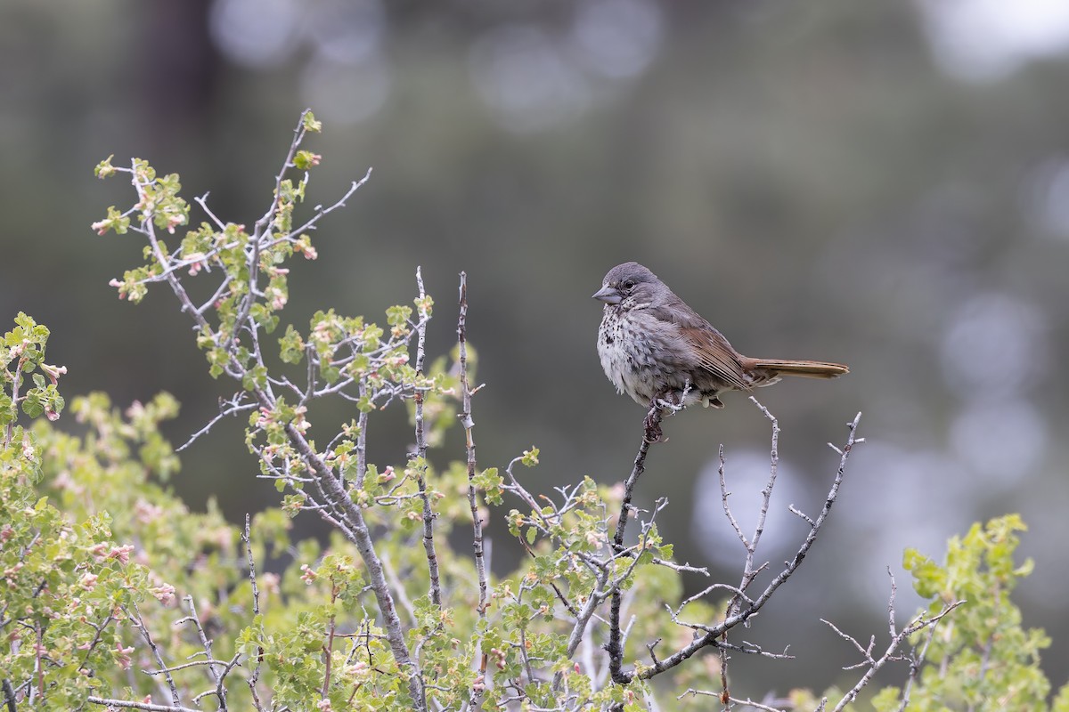 Fox Sparrow (Thick-billed) - ML659291641
