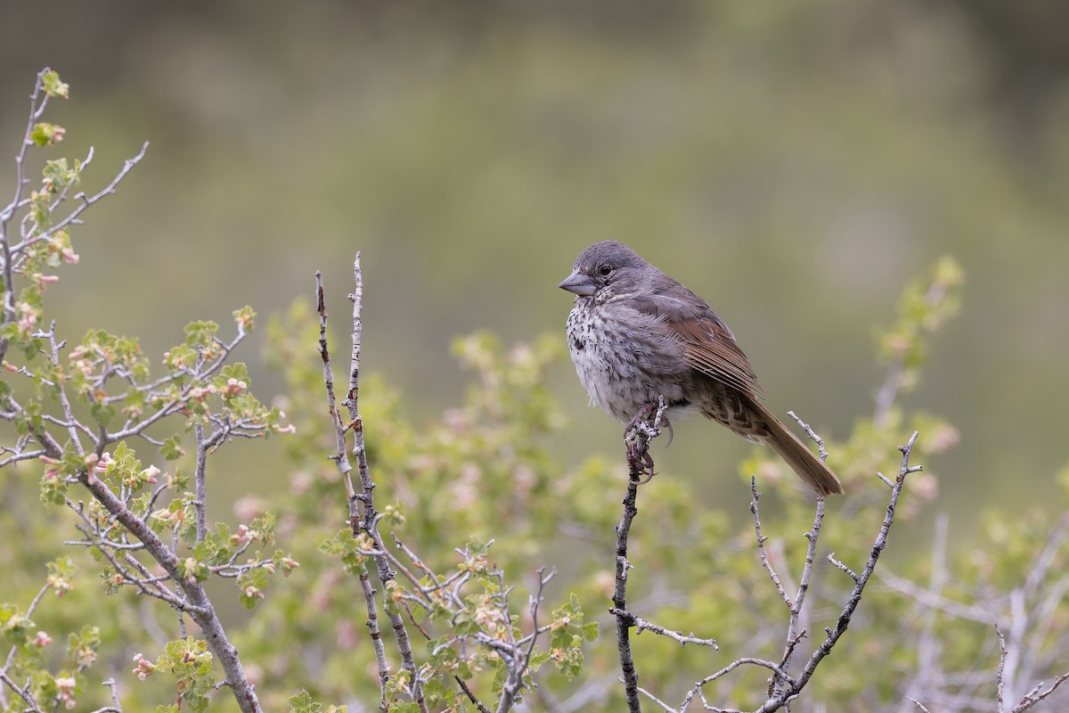 Fox Sparrow (Thick-billed) - ML659291642