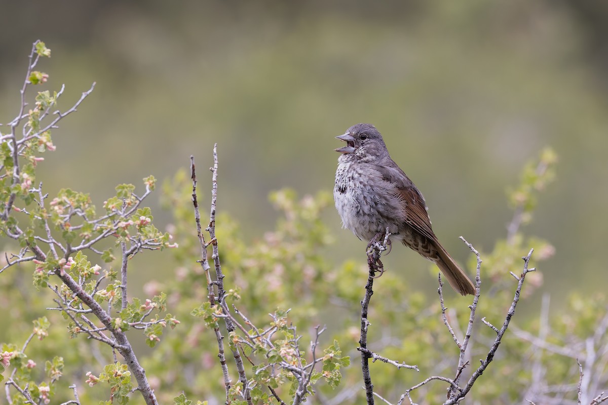 Fox Sparrow (Thick-billed) - ML659291643