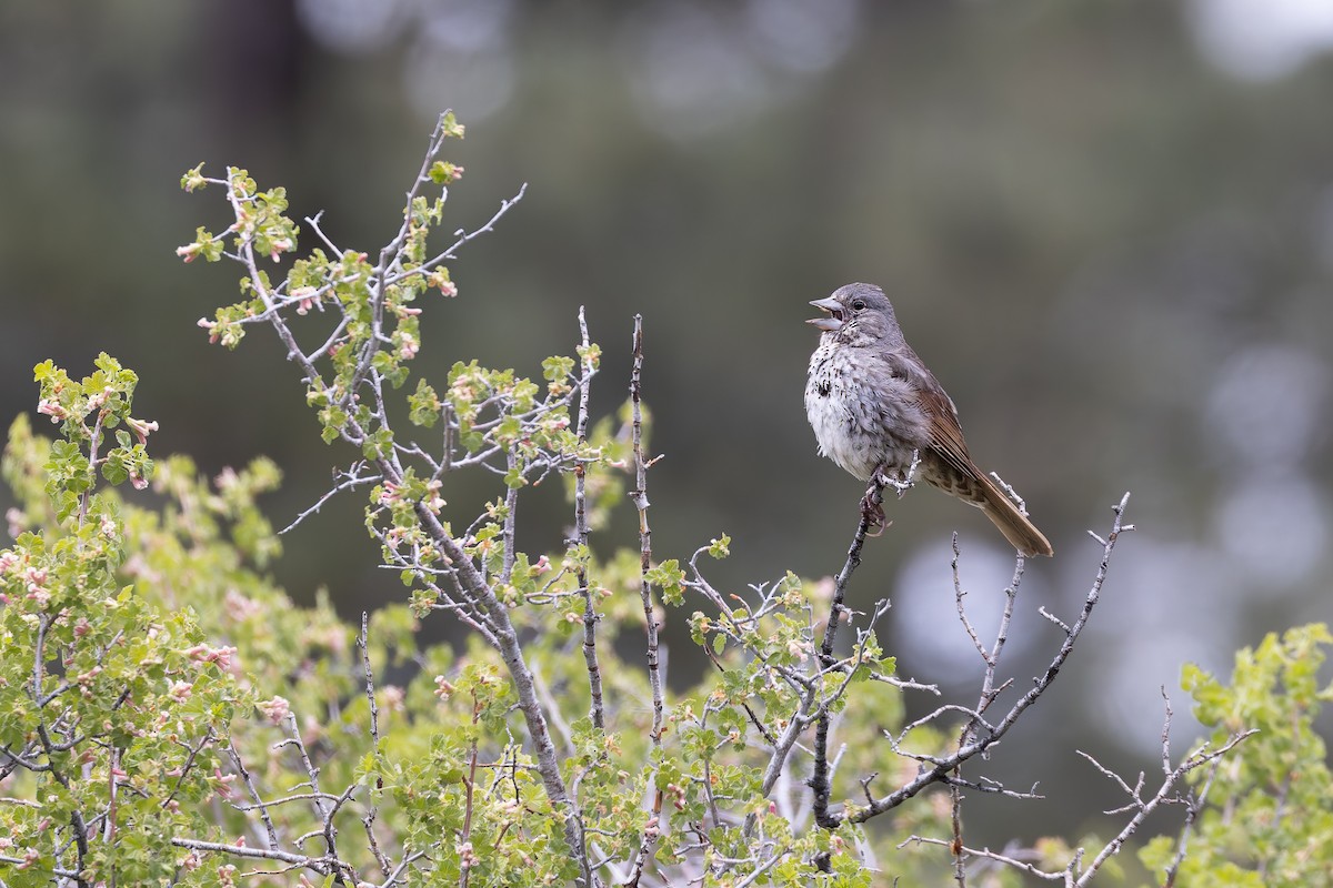 Fox Sparrow (Thick-billed) - ML659291644