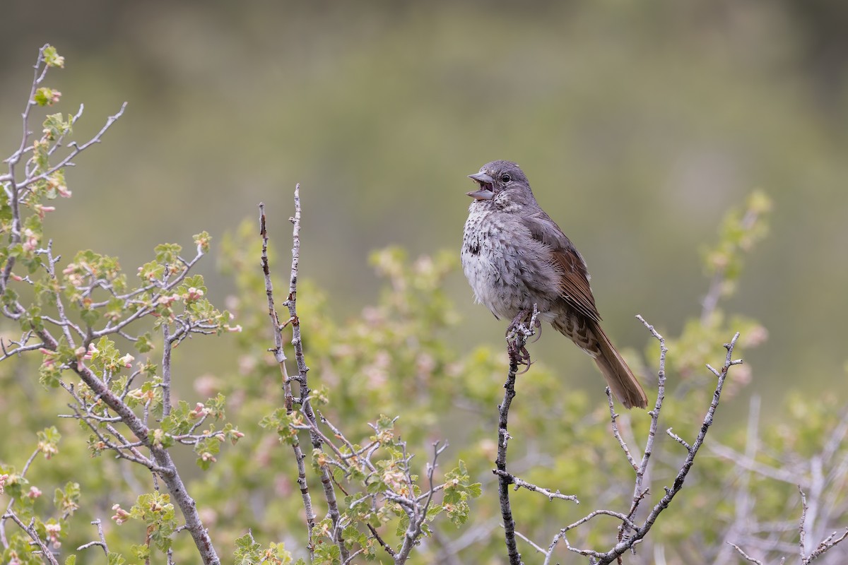 Fox Sparrow (Thick-billed) - ML659291646