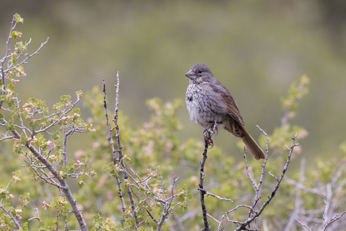 Fox Sparrow (Thick-billed) - ML659291647