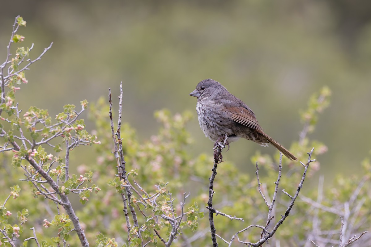 Fox Sparrow (Thick-billed) - ML659291648