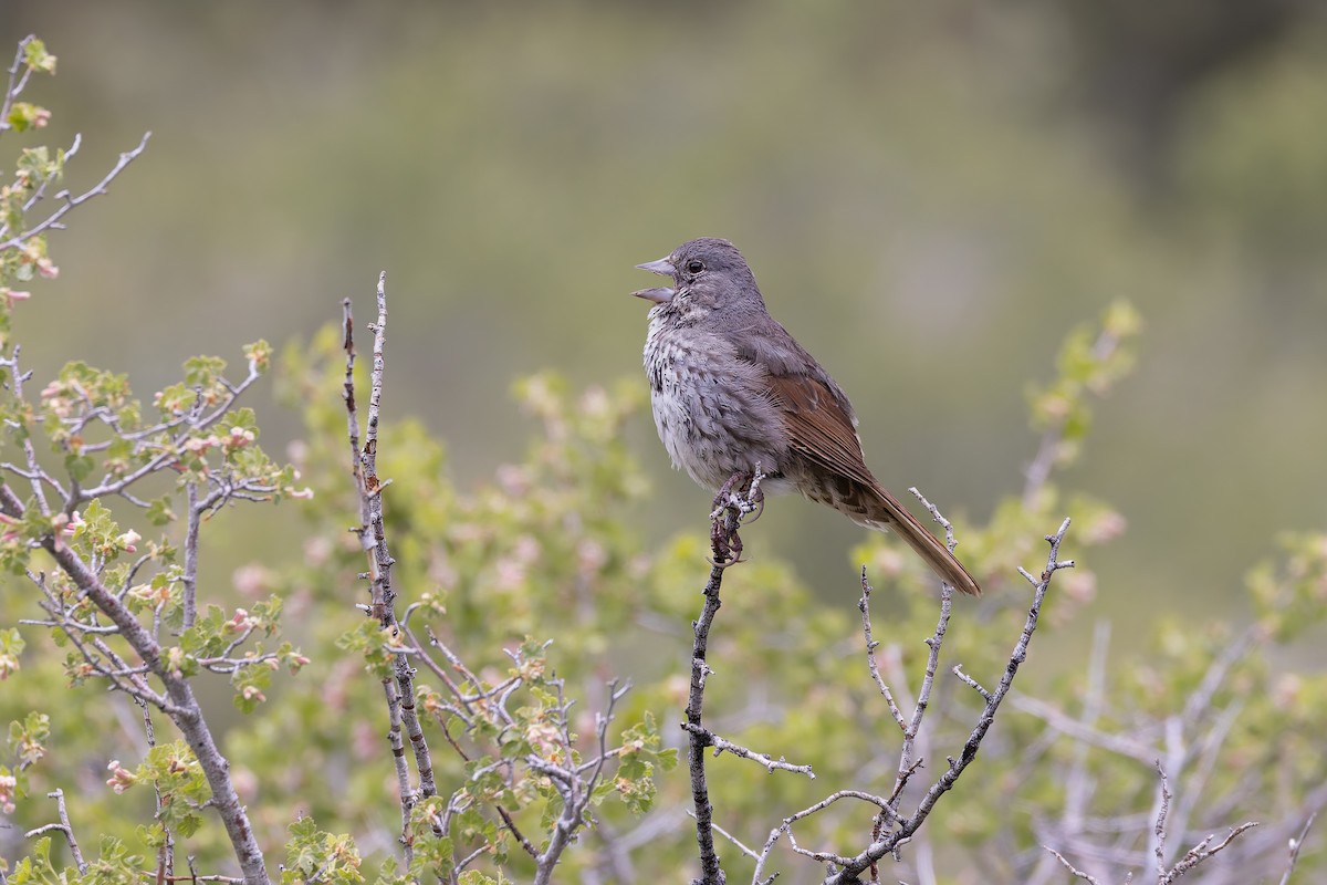 Fox Sparrow (Thick-billed) - ML659291652