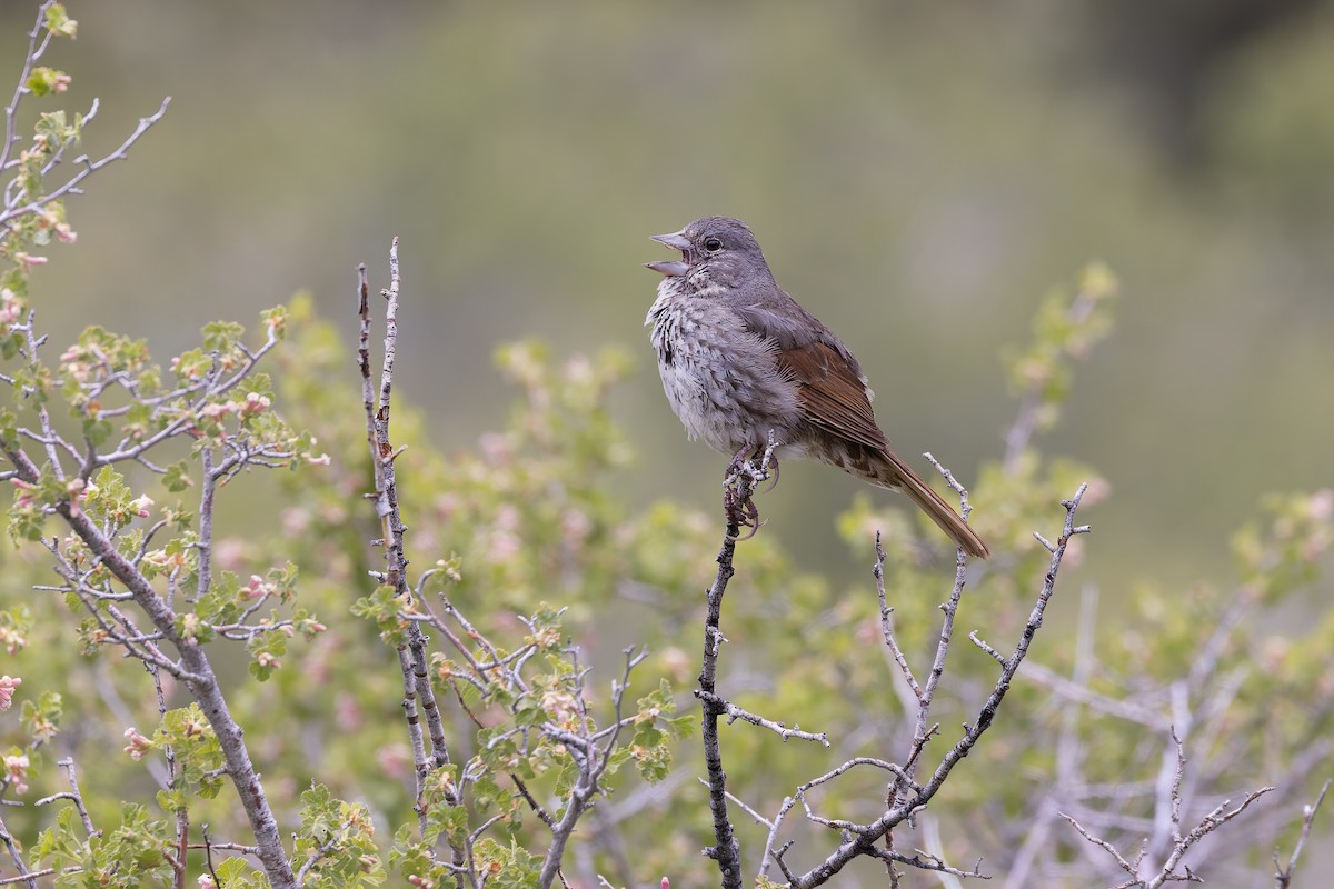 Fox Sparrow (Thick-billed) - ML659291657
