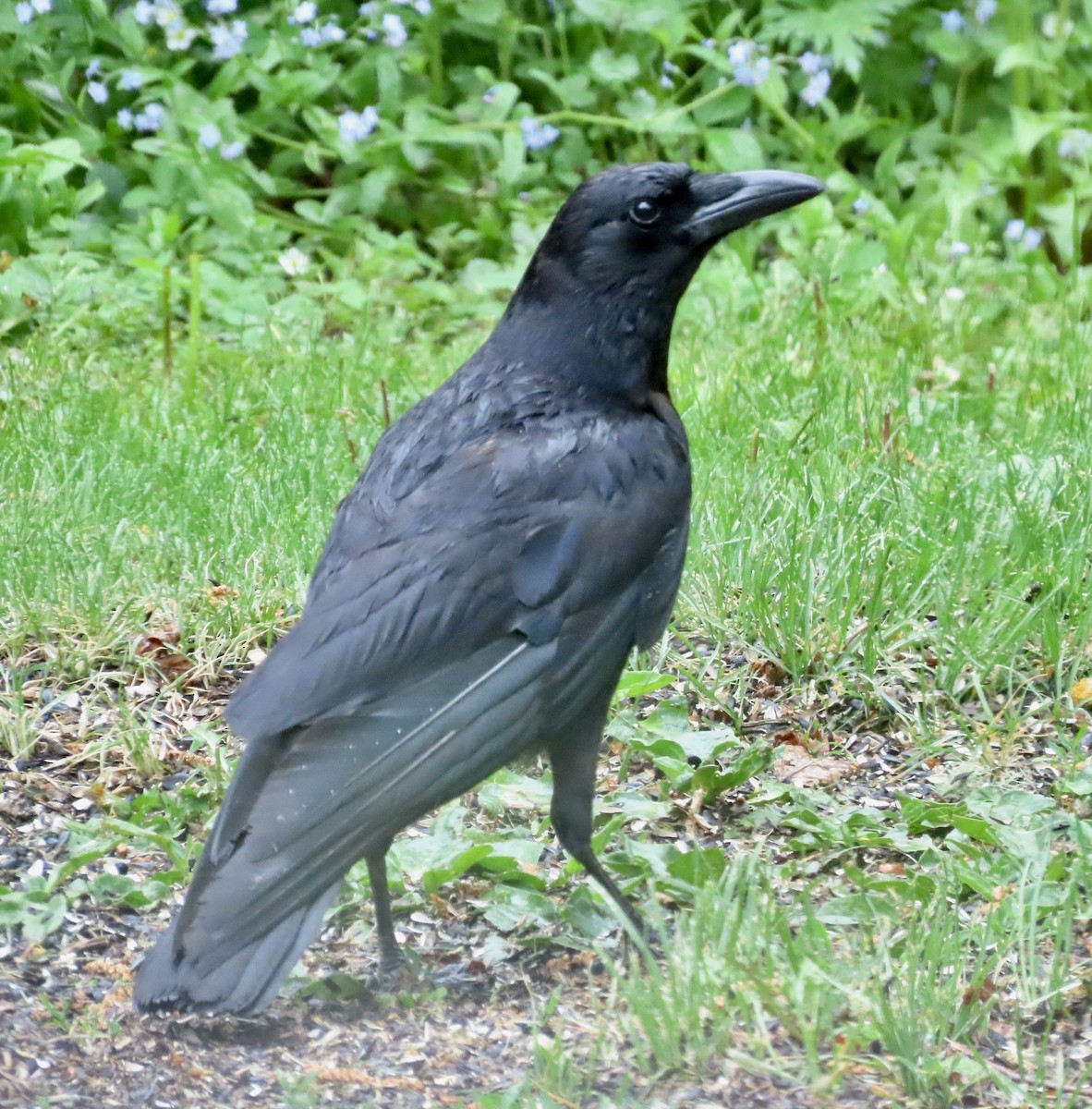 American Crow - ML659292016