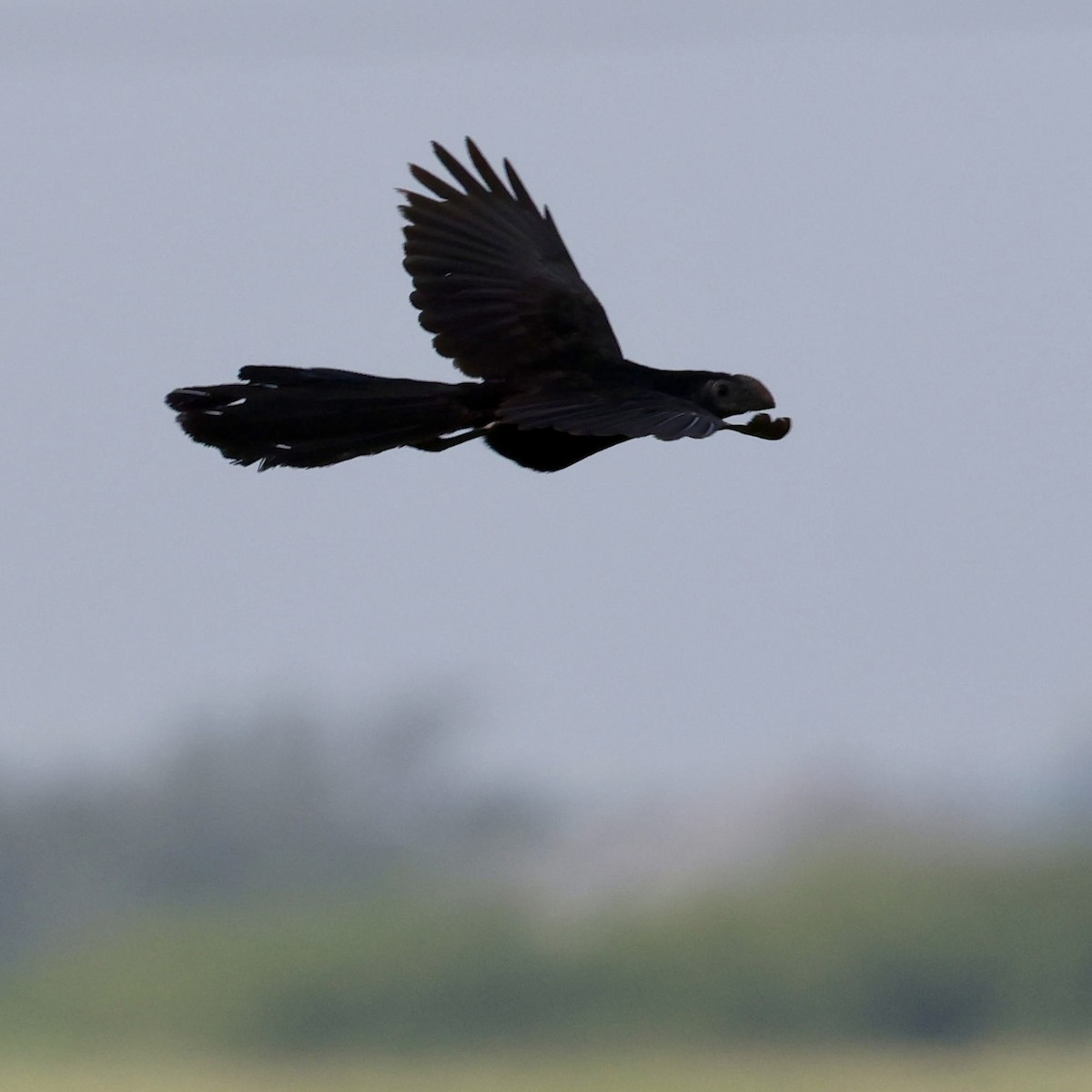 Groove-billed Ani - ML659292329