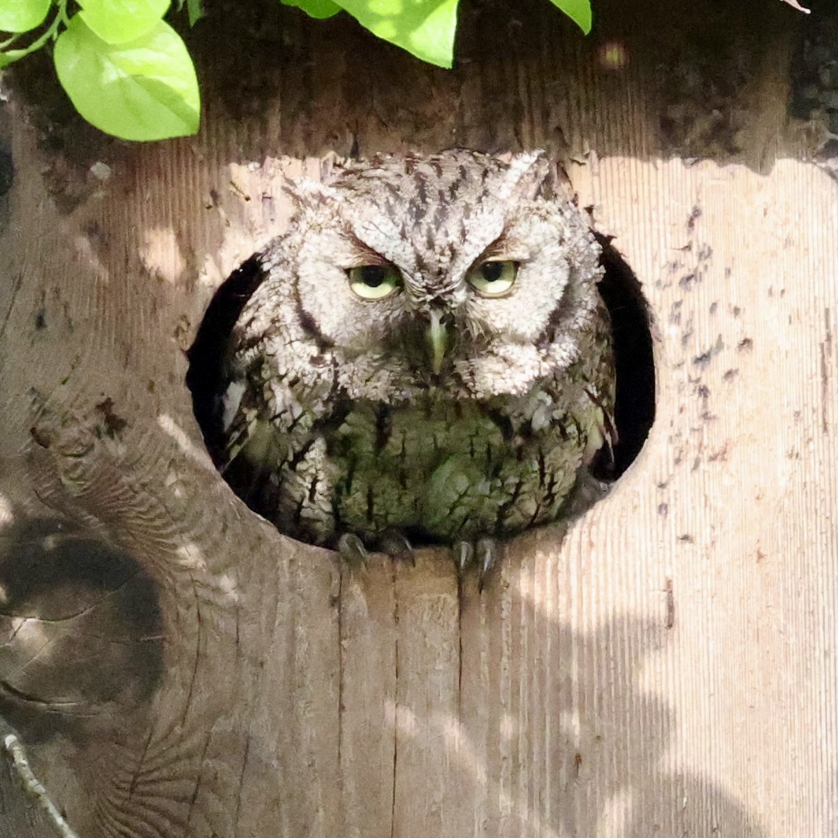 Eastern Screech-Owl - ML659292375
