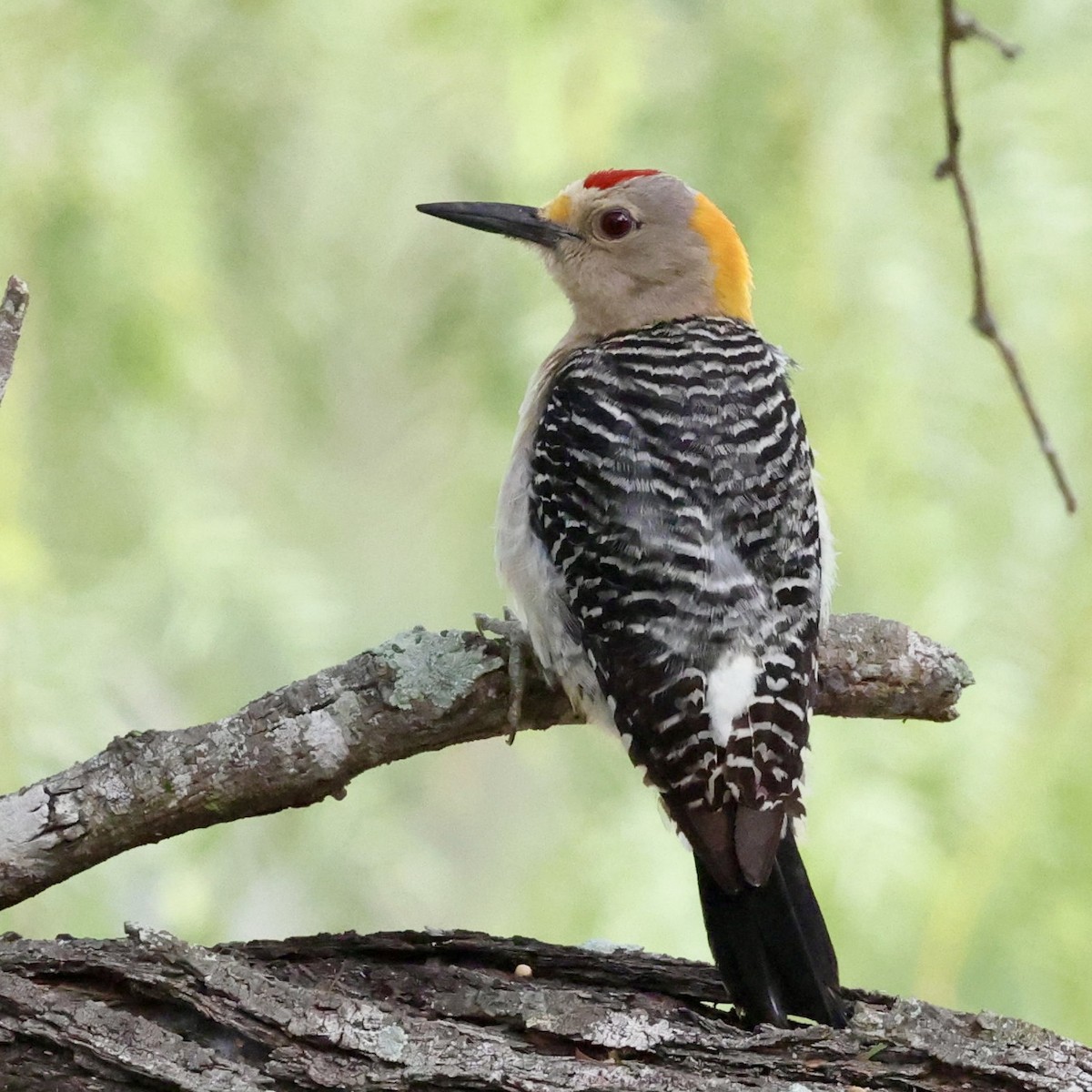 Golden-fronted Woodpecker - ML659292411
