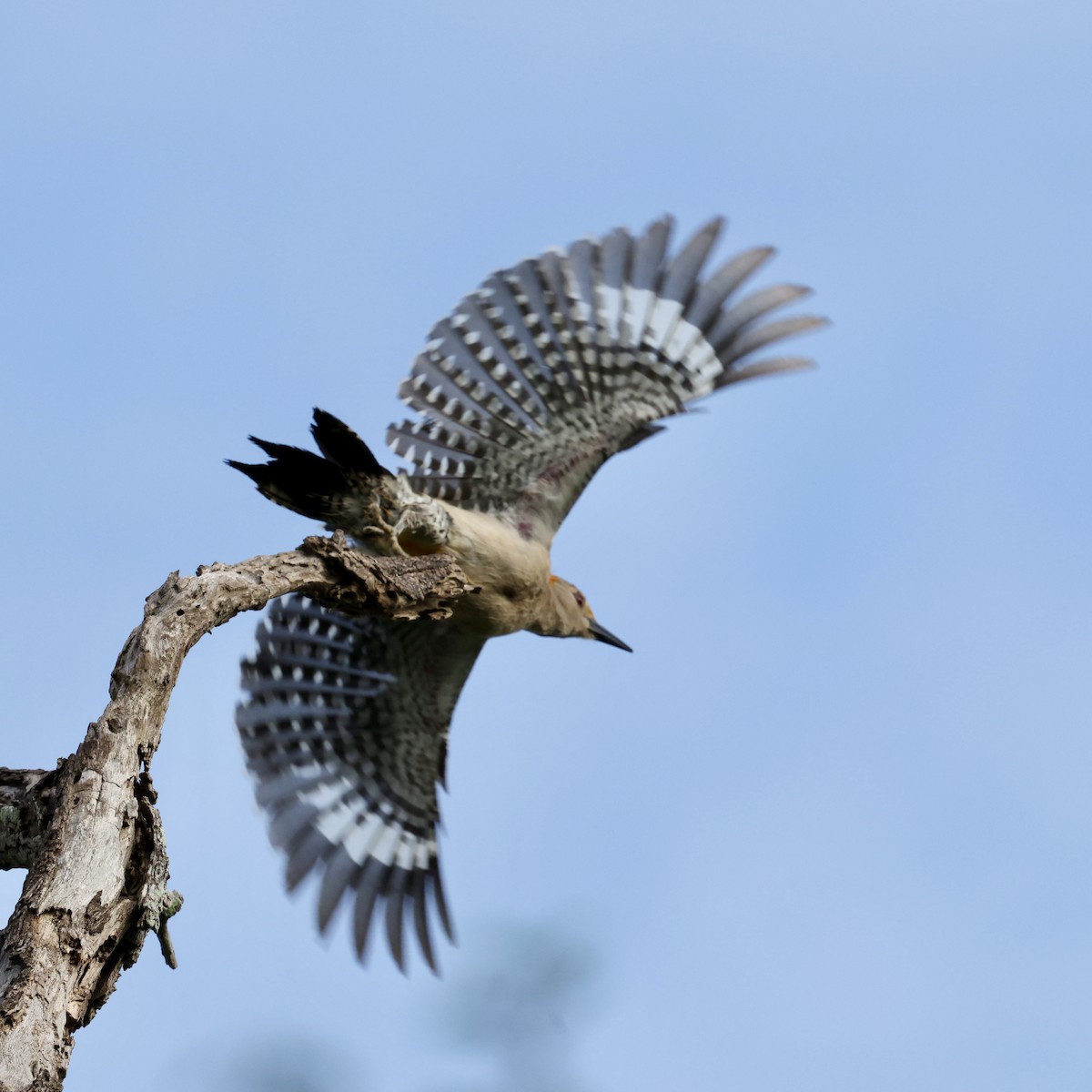 Golden-fronted Woodpecker - ML659292412