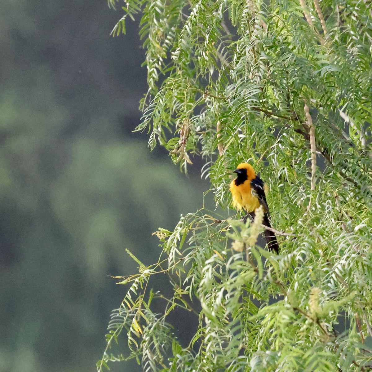 Hooded Oriole - ML659292473