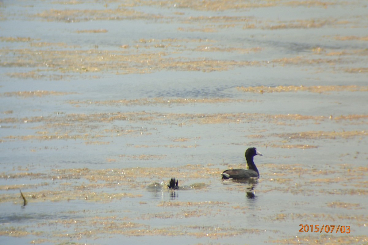 American Coot (Red-shielded) - ML659292605