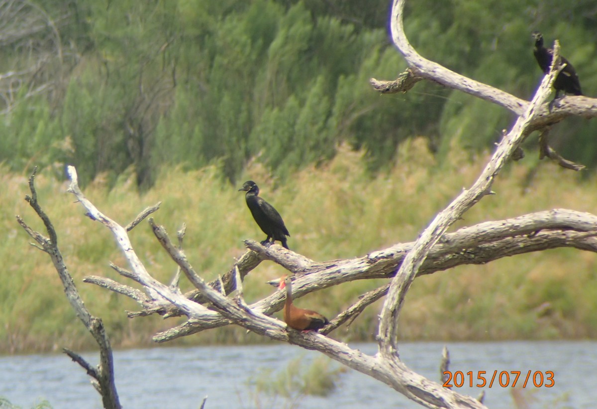 Neotropic Cormorant - ML659292667
