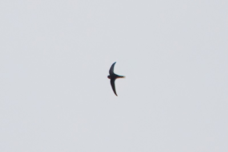 Common Swift - ML659292678