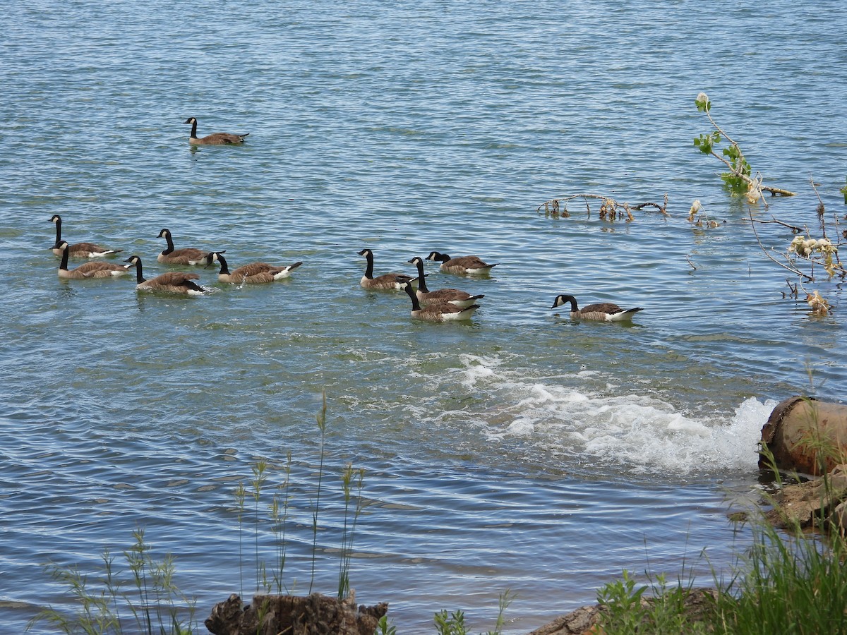 Canada Goose - ML659292803